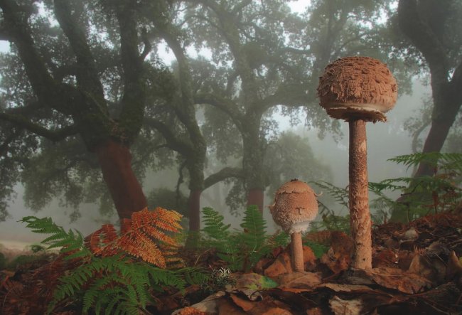 Путешествие в мир грибов