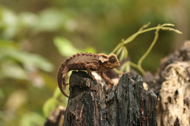 Животные-эндемики Мадагаскара