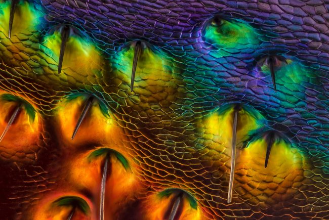 Лучшие фотографии с конкурса Nikon Small World 2014