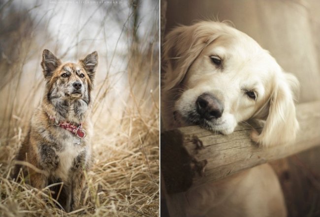 Яркие и живые портреты собак