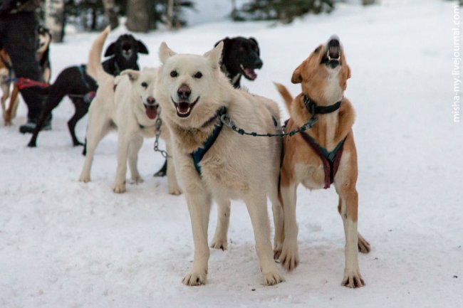 Ездовые собаки в Колорадо
