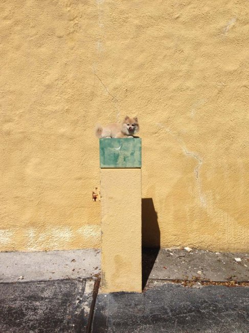 Собака "Q" в фотографиях Tomas Werner