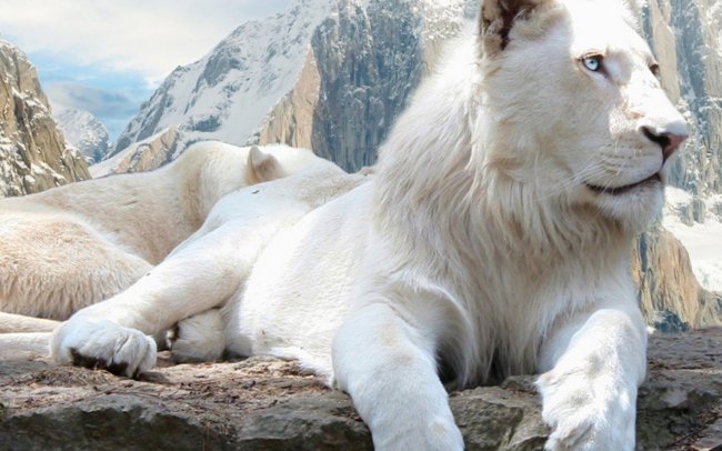 Удивительные факты о белых львах