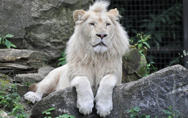 Удивительные факты о белых львах