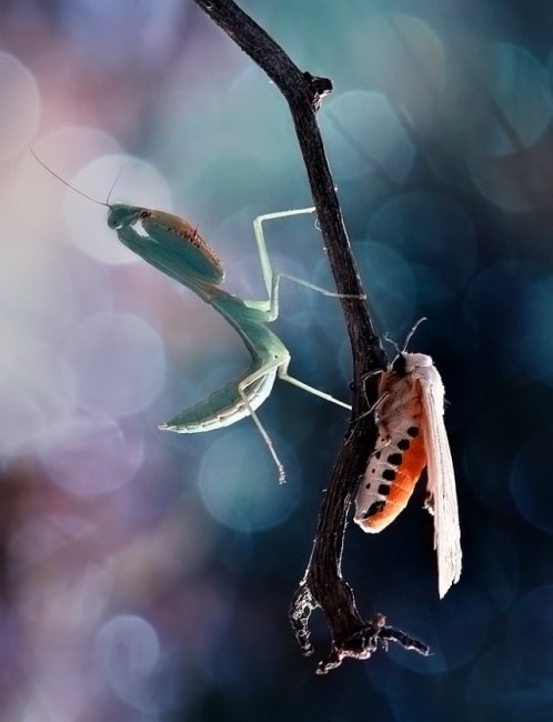 Взаимоотношения насекомых в макрофотографии Нордина Серайана