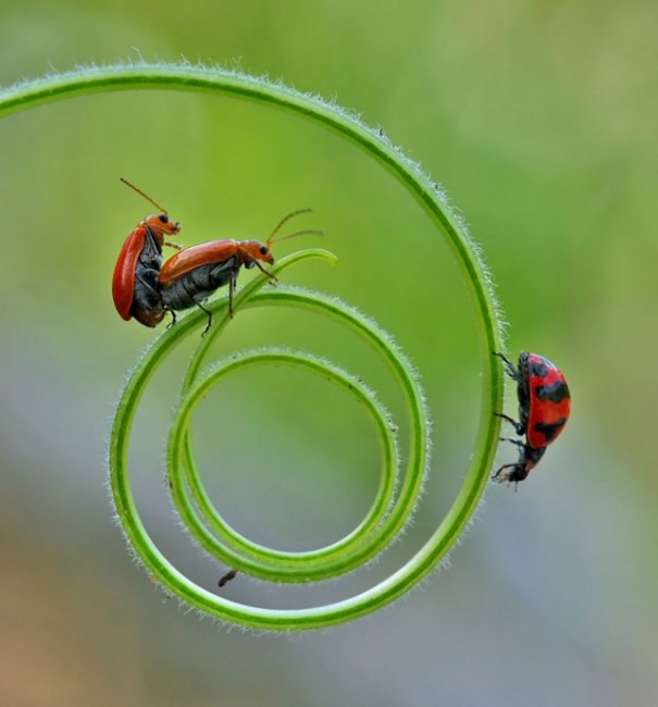 Взаимоотношения насекомых в макрофотографии Нордина Серайана