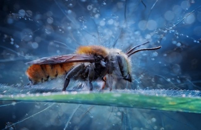 Сказочные фотографии насекомых