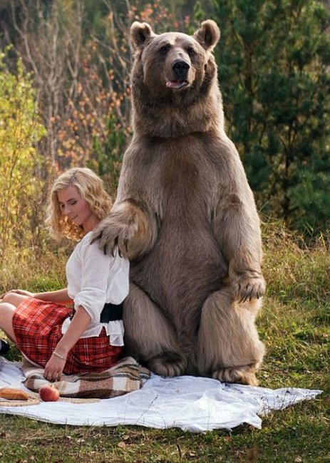 Фотосет пикника с медведем