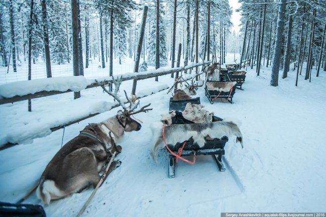 Они круче, чем котики