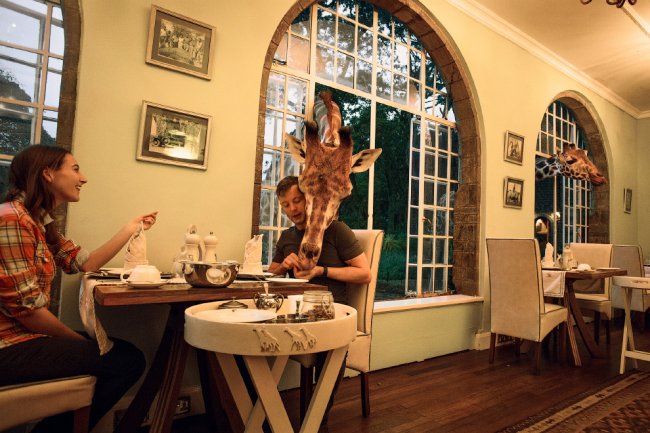 Завтрак с жирафом