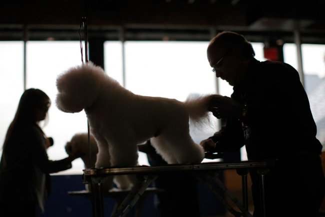 Выставка собак Westminster Kennel Club 2016