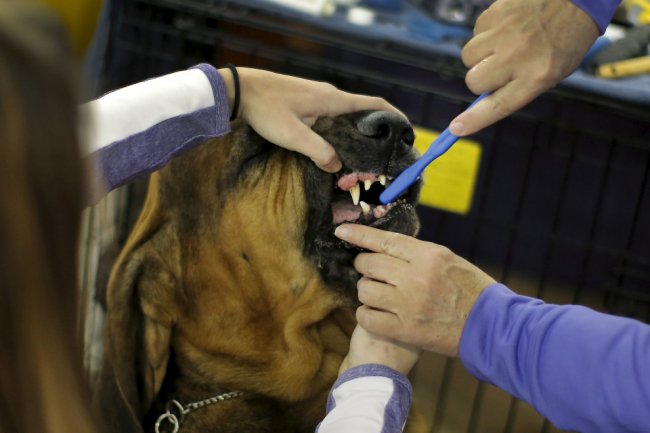 Выставка собак Westminster Kennel Club 2016