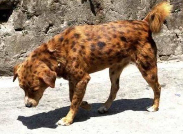 Интересные редкие породы собак в мире