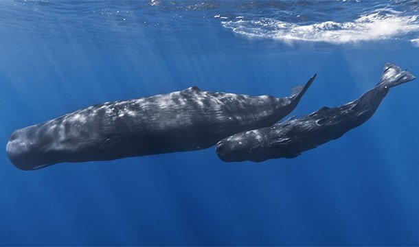 Познавательные факты про дельфинов и их невероятные способности