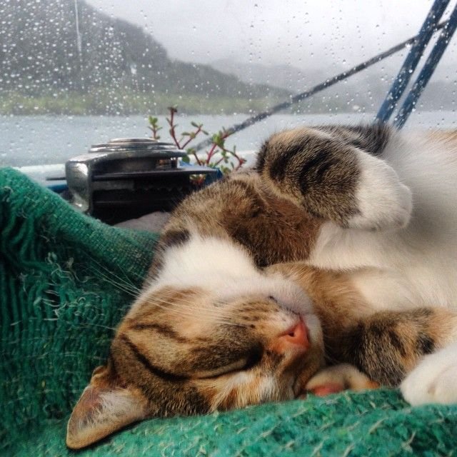 Девушка вместе с кошкой совершают кругосветное путешествие на яхте (12 фото)
