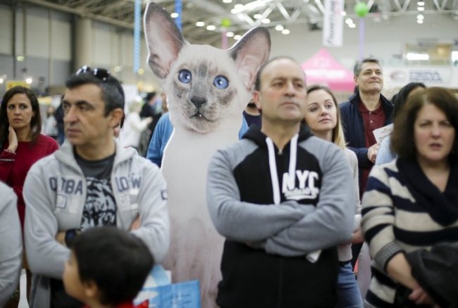 Выставка кошек в Риме