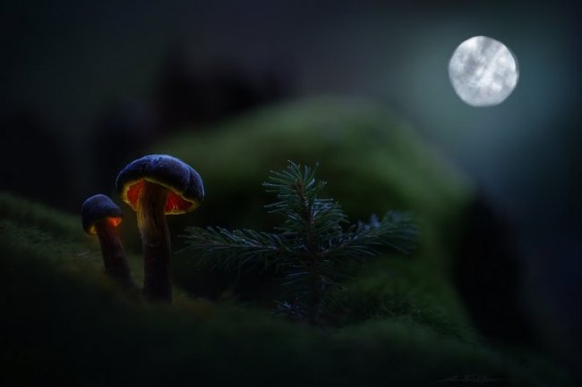 Сказочные снимки грибов