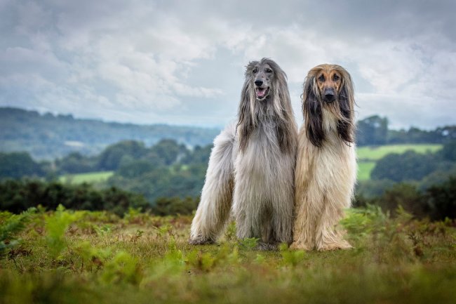 Конкурс собачьей фотографии Kennel Club Dog Photographer 2016