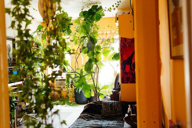 В городских джунглях: модель из Нью-Йорка выращивает в квартире более 500 растений