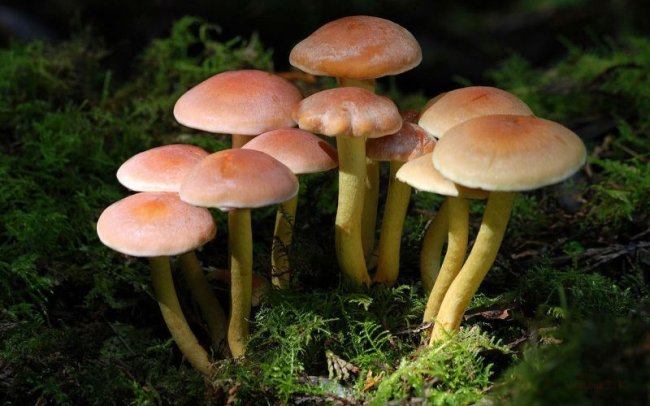 10 видов ядовитых грибов, которые лучше оставить в лесу