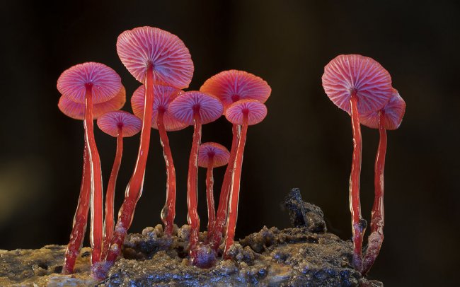 Самые необычные и странные грибы в мире от австралийского фотографа