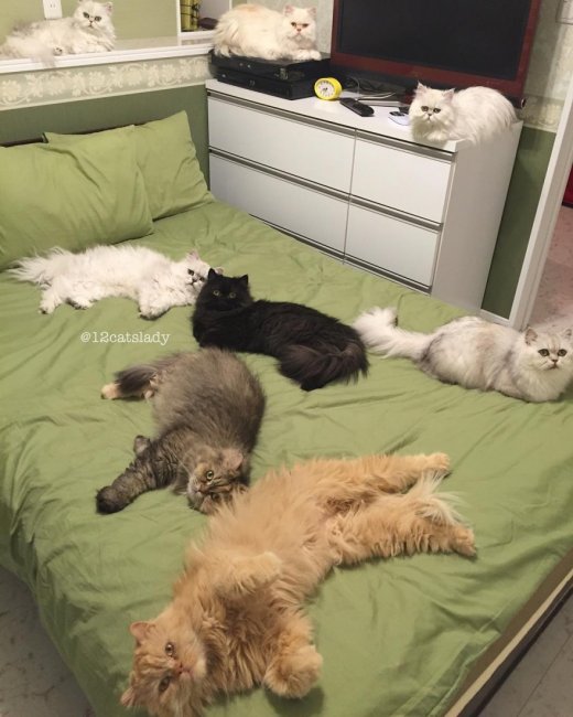 Посмотрите, как проходят будни девушки, приютившей 12 котов