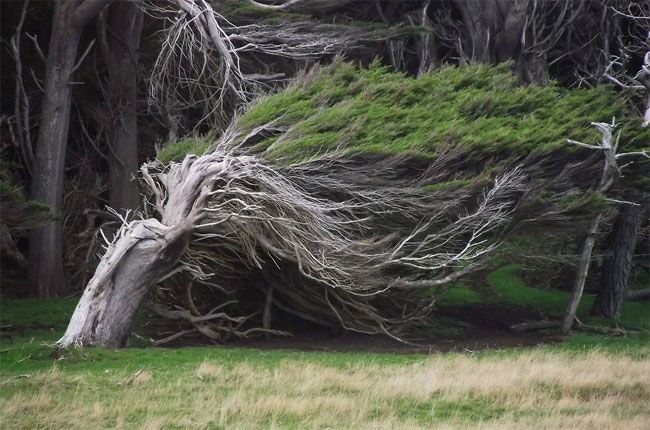 Гнутые деревья Новой Зеландии