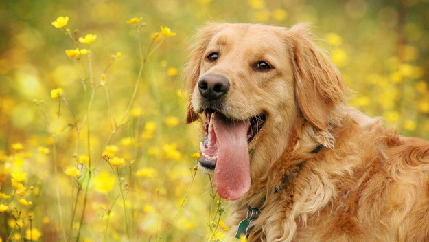 10 самых дружелюбных пород собак