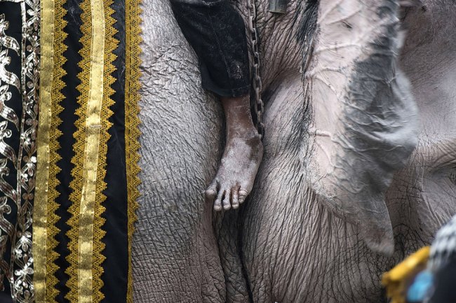 Слоны почтили память короля