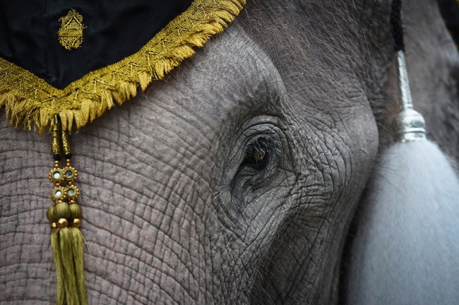 Слоны почтили память короля