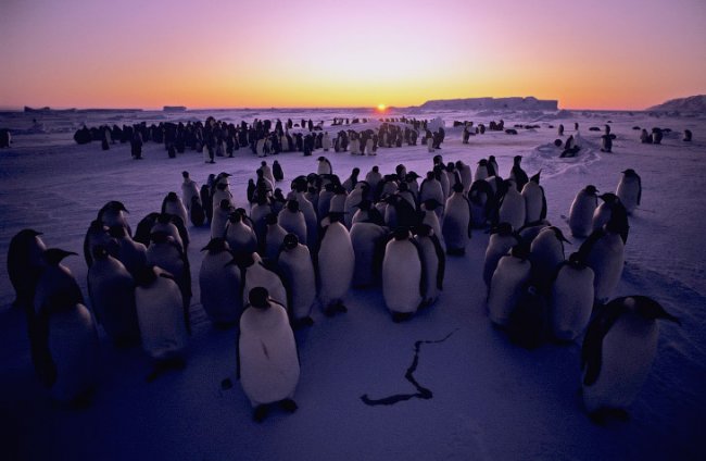 Крупнейший в мире морской заповедник в Антарктике