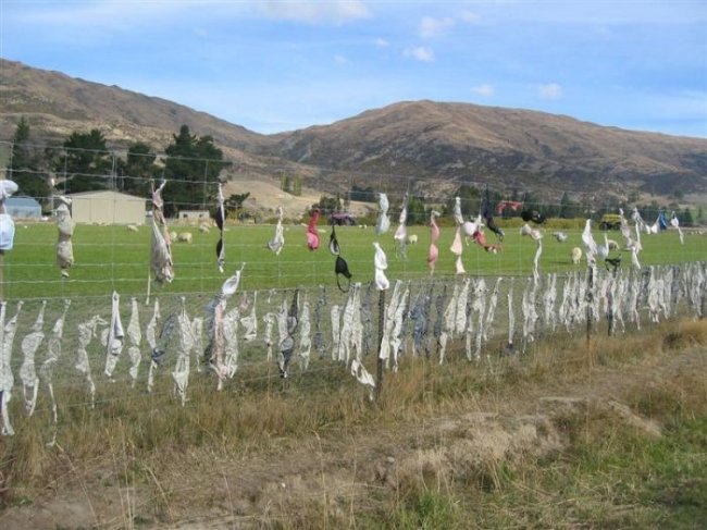 Забавный забор в Новой Зеландии