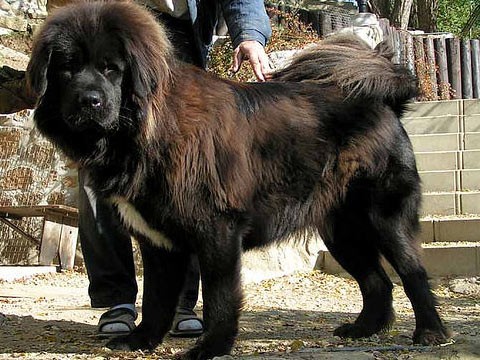 Самая дорогая в мире собака в Китае