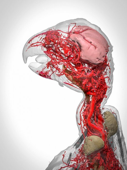 Прекрасная наука: победители конкурса Wellcome Image Awards 2017