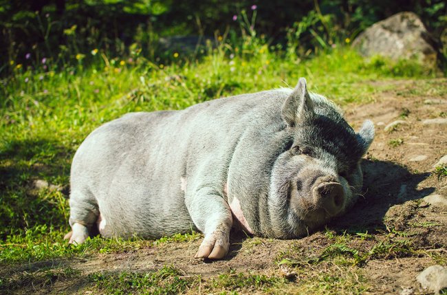 Симпатичные толстячки из мира животных