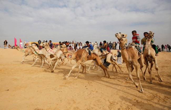 Скачки на верблюдах в Египте