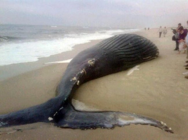 Почему киты и дельфины выбрасываются на берег (7 фото)