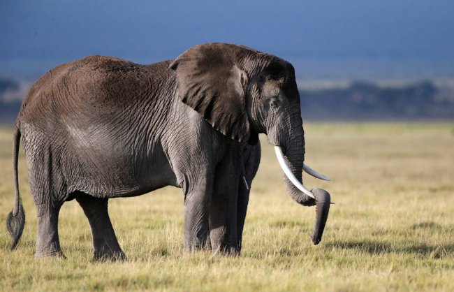 Национальный парк Амбосели в Кении
