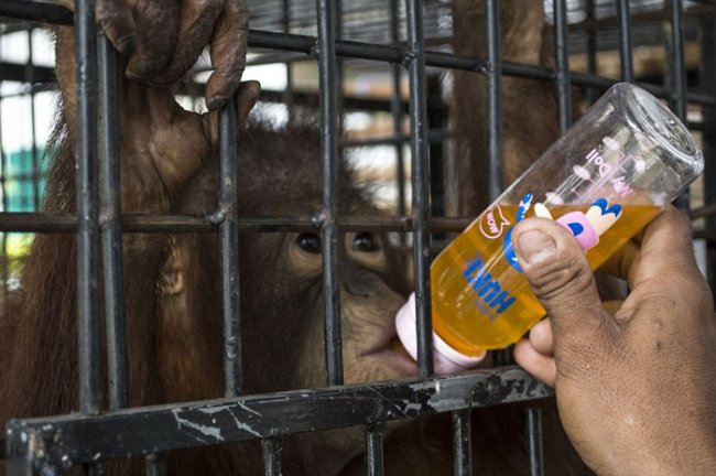 Орангутанг Котап освободился от клетки, в которой провел полжизни
