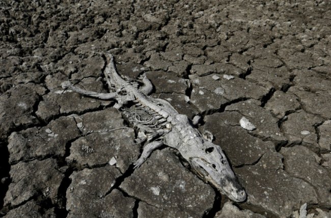 Смертельная засуха на границе Парагвая и Аргентины