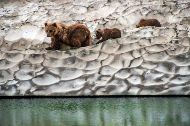 Дикие животные на снимках Ивана Кислова