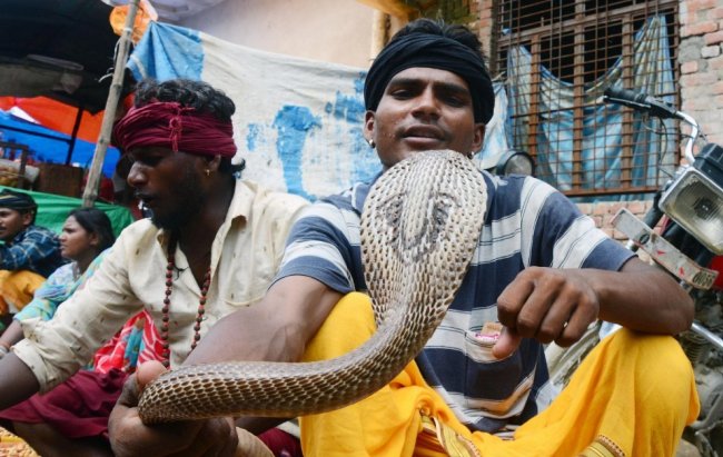 Праздник почитания змей Nag Panchami 2017