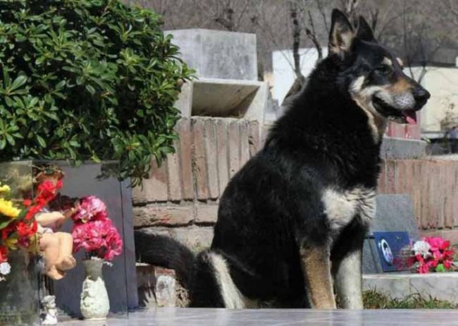 Более 10 лет собака каждый день посещает могилу хозяина
