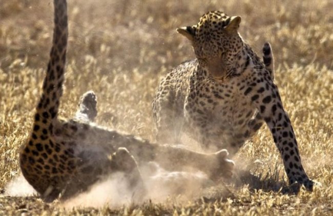 Схватка двух самок леопарда