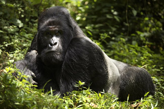 Горные гориллы: большие и вымирающие