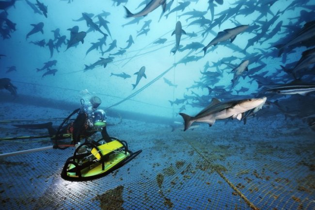 Подводный мир на снимках Брайана Скерри