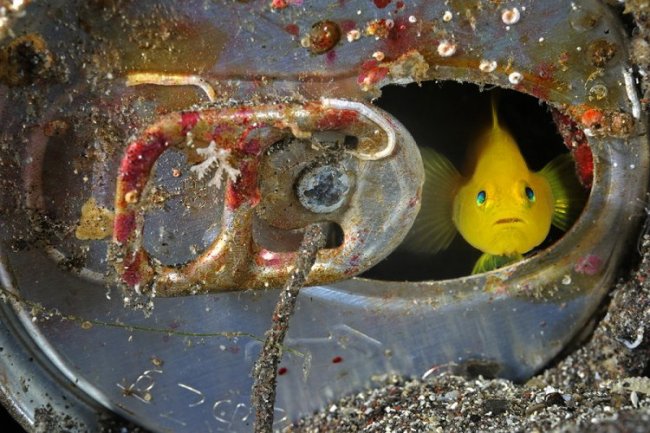 Подводный мир на снимках Брайана Скерри
