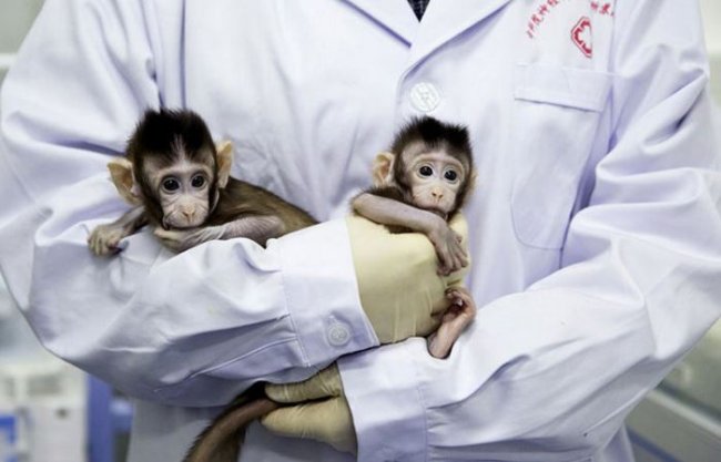 Китайцы первыми в мире успешно клонировали обезьян