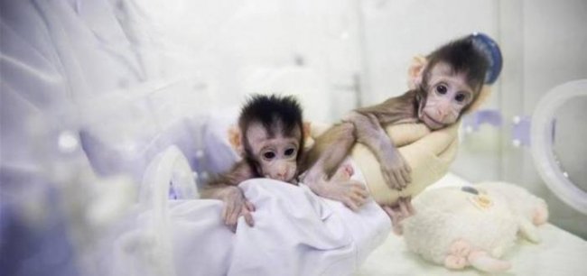 Китайцы первыми в мире успешно клонировали обезьян