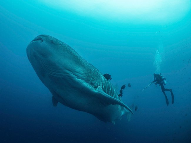 Заплыв с самой крупной в мире акулой